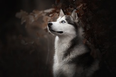 Siberian Husky Dog Breed