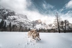 Siberian Husky In Snow