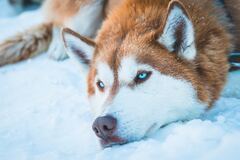 Siberian Husky In Snow