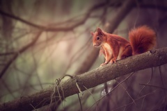 Squirrel Sitting On Branch