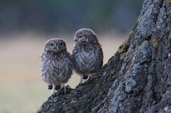 Two Owls Sitting On Branch